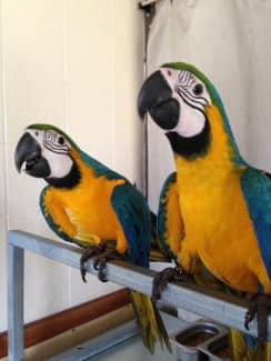 Blue and deals gold macaw price