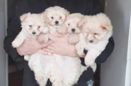 Maltese Pomeranian pups