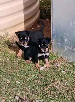 Husky x kelpie pups available from 27th May 5 girls & 3 boys