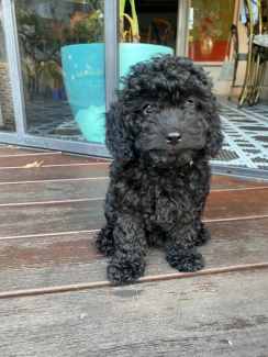 Cavoodle store puppies gumtree