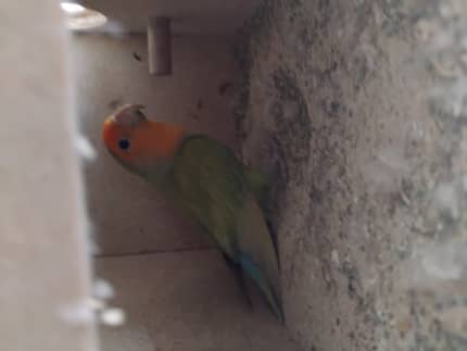 Lovebirds for best sale sale gumtree