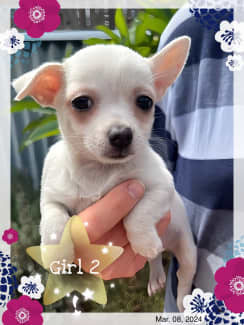 Chihuahua 2024 stud gumtree