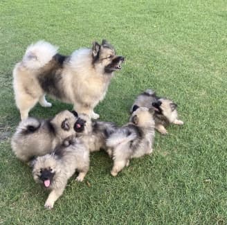 Keeshond puppies for cheap sale gumtree