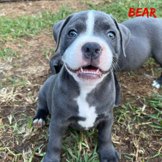 Blue staffy pups for sale hot sale with papers