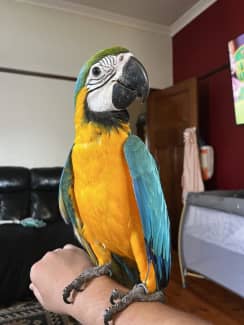 Blue deals macaw price