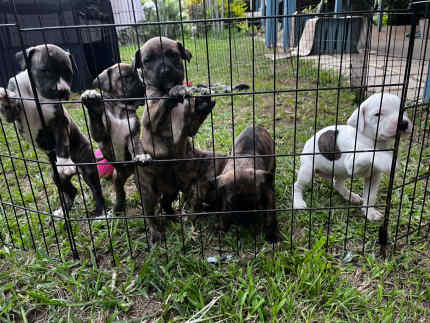 Danebull puppies hot sale for sale