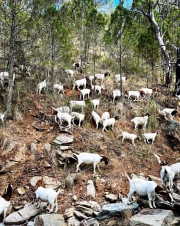 Boer goats. Wethers, does, full blood bucks