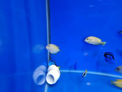 sell marine fish