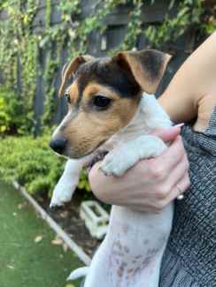 Jack russell puppies for sale hot sale on gumtree