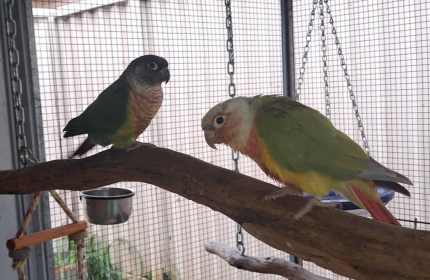 Young Bonded pair of Green Cheek Conures