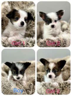 Papillon gumtree hot sale