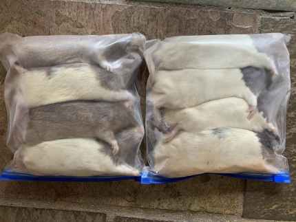 Extra large frozen rats