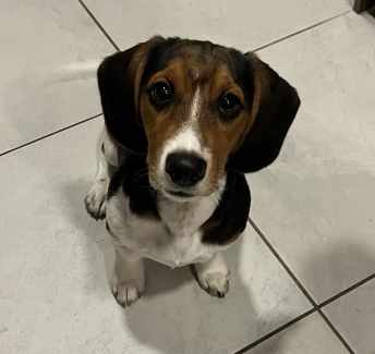Dachshund X Beagle (5 months old)