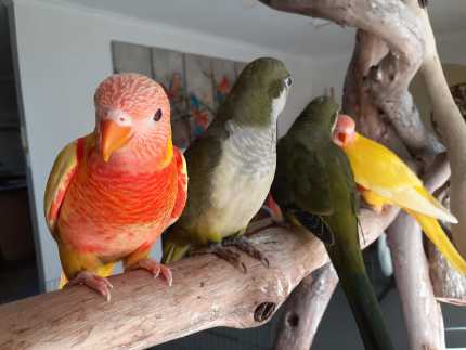 Hand raised lutino lorikeet and quaker parrots
