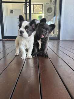 2 male fluffy French bulldogs