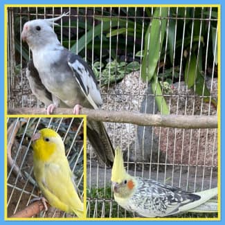 Cockatiel cage clearance gumtree