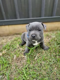 Gumtree staffordshire best sale bull terrier