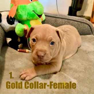 Red Nose Amstaff Puppies For Sale 🐶🐶 ONLY 3 LEFT!!