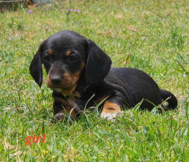 gumtree sausage dogs for sale