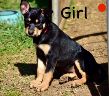 Registered best sale kelpie breeders