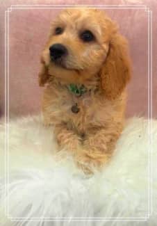 Gumtree toy outlet cavoodle