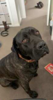 Neapolitan sales mastiff gumtree