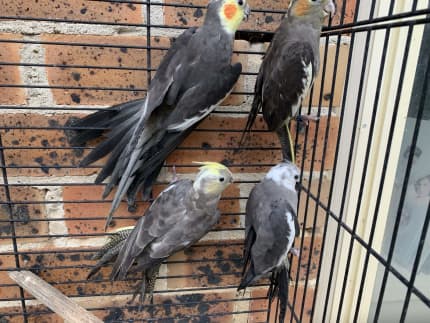 Cockatiel clearance cage gumtree