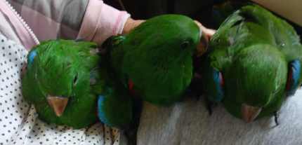 Eclectus parrots being hand raised