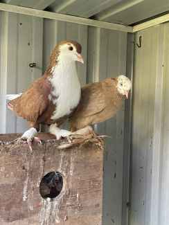 pigeon chukar partridge