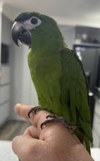 Hahns macaw deals for sale