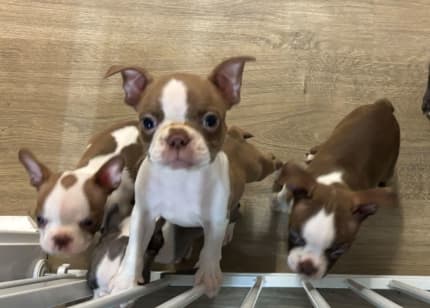 Boston terrier puppies hot sale for sale gumtree