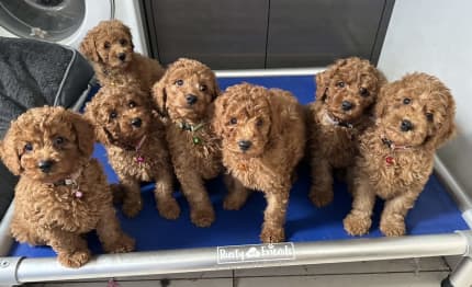 Red toy cavoodle for hot sale sale