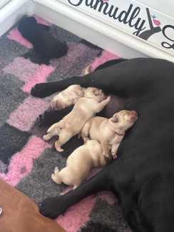 Labrador puppies best sale for sale gumtree