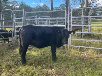 5 Angus heifers 1 steer for sale