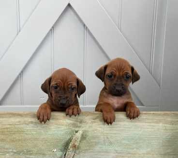 Gumtree ridgeback shop