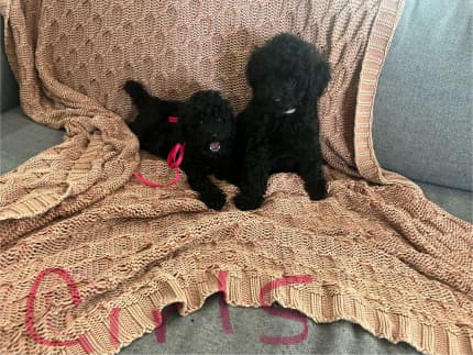 Miniature poodles shop for sale gumtree