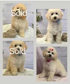 Bichon x Mini Poodle (bichoodle/poochon) 1 Girl Still available 