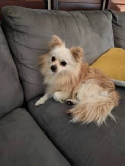 pomeranian maltese mix