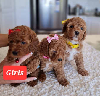 Red Toy Cavoodle puppies -DNA cleared.