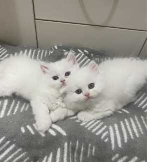 White Persian x Kittens