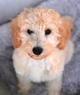 gumtree miniature poodle