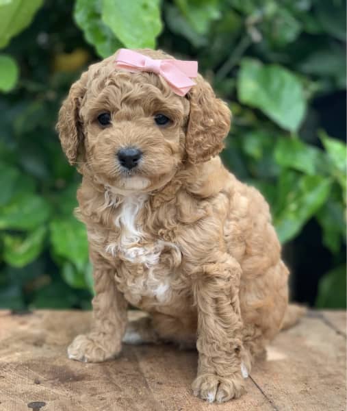 toy cavoodle for adoption