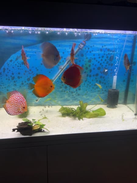 discus fish tank for sale