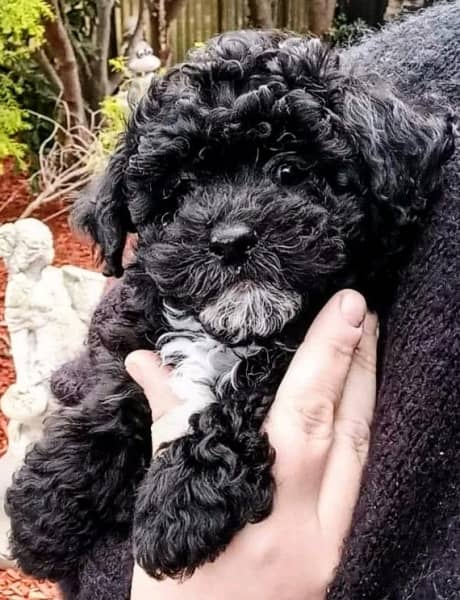 Maltese shih hotsell tzu toy poodle