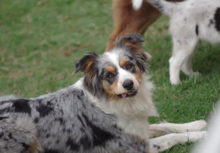 10 Mini Australian Shepherd Puppies for Sale Under $500 in 2024